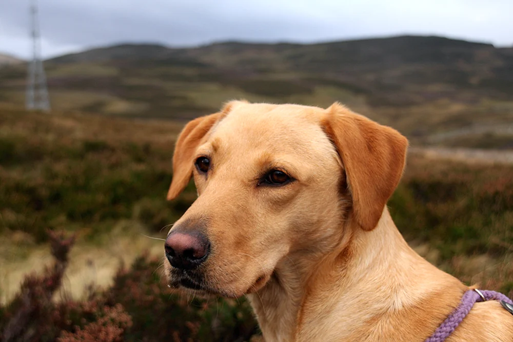 Labrador Retriever Retriever rot