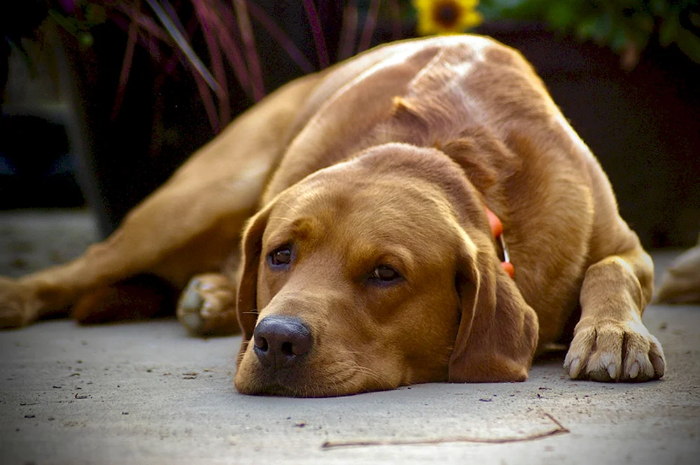 Labrador Retriever rot