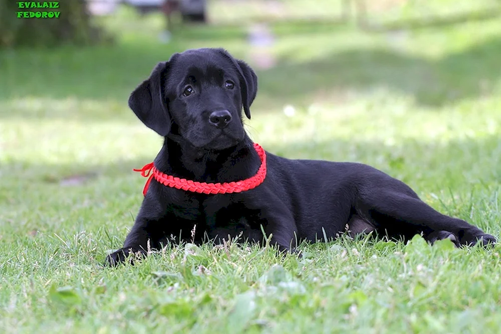 Labrador Retriever glatt-haarig