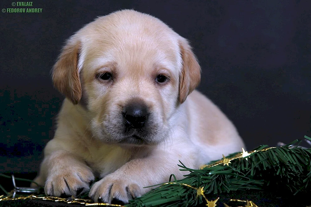 Labrador Retriever mini