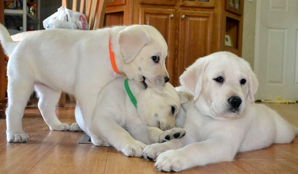 Labrador Retriever Zwerg