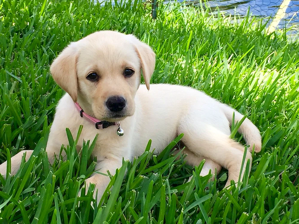 Labrador Retriever Zwerg
