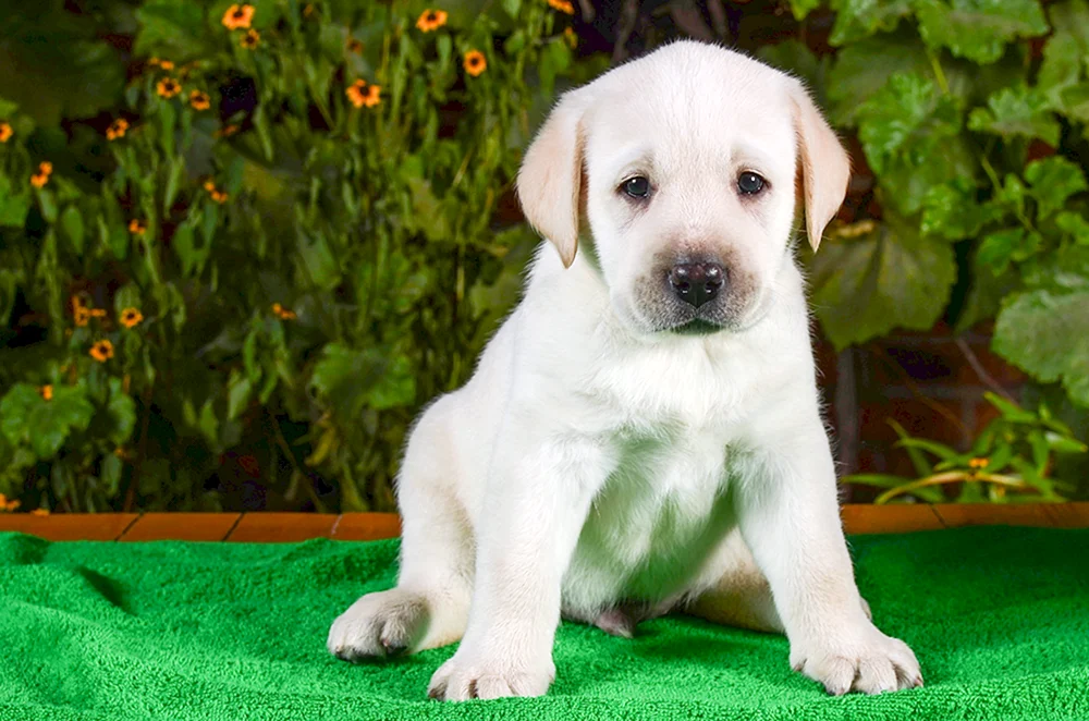 Labrador Retriever Zwerg
