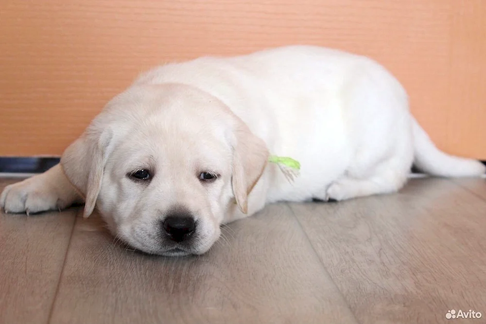 Labrador Retriever Zwerg