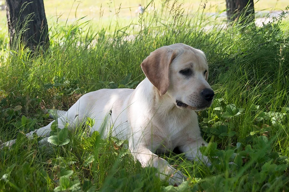 Labrador Retriever Zwerg