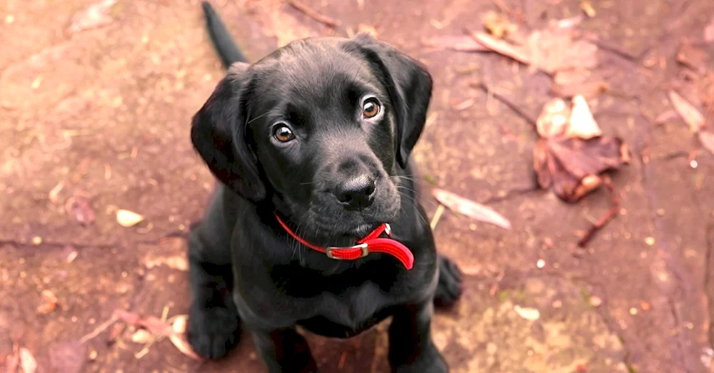 Labrador Retriever Zwerg-Labrador schwarz