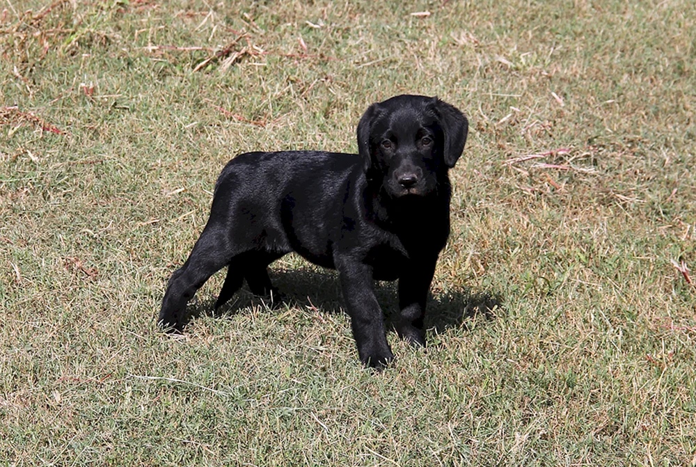 Zwerg-Labrador Retriever