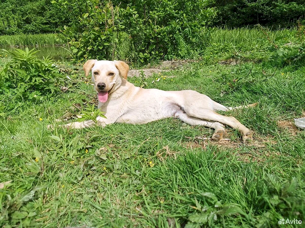 Labrador Retriever mini