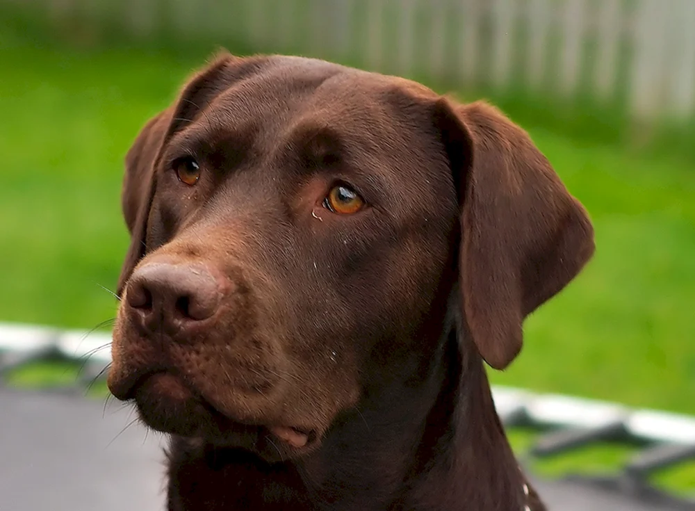 Labrador Retriever Braun