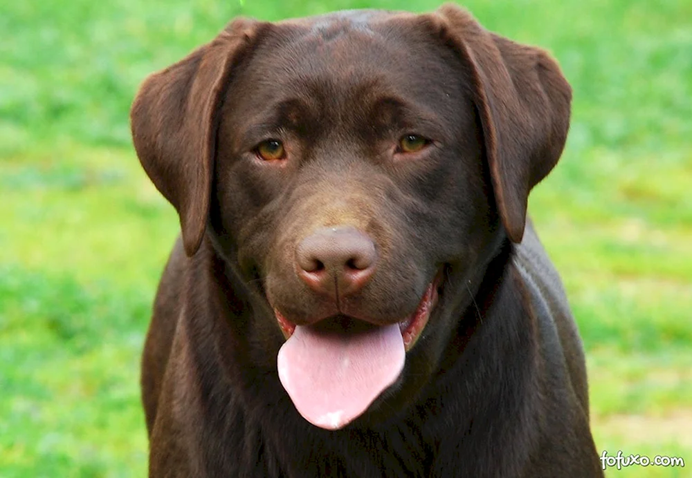 Labrador Retriever Chocolate