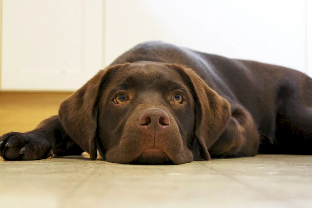 Labrador retriever chocolate