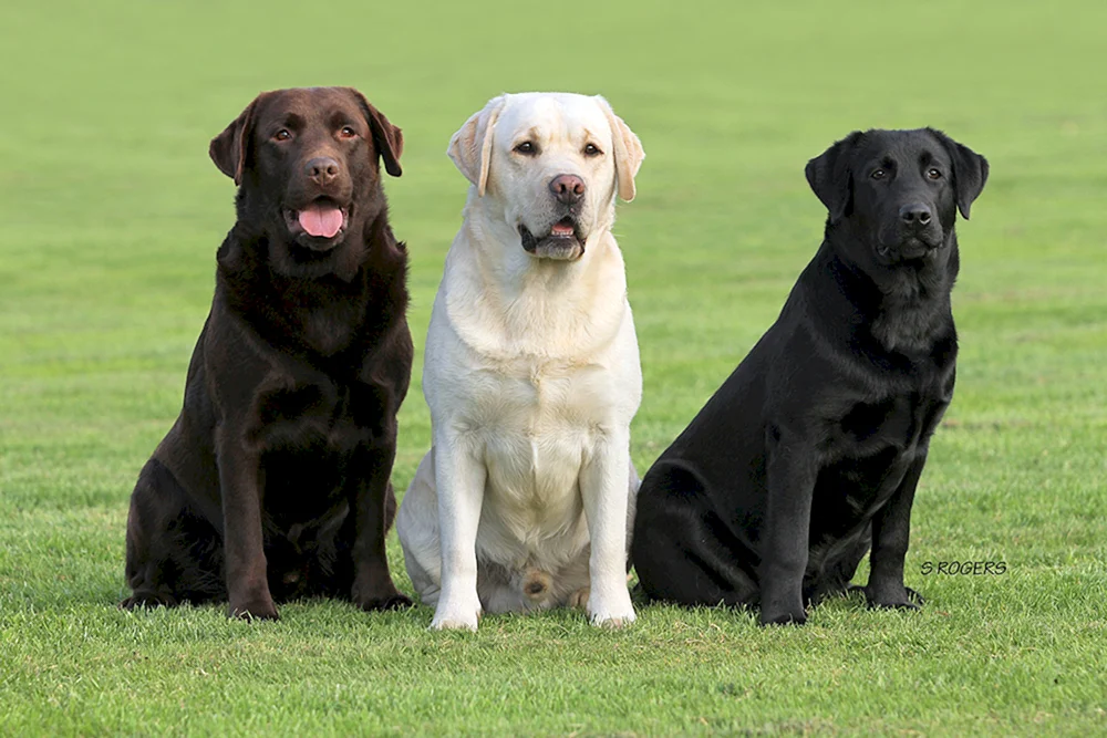 Labrador Retriever Kurzhaar