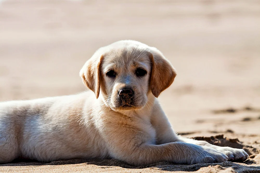 Labrador Retriever Kurzhaar