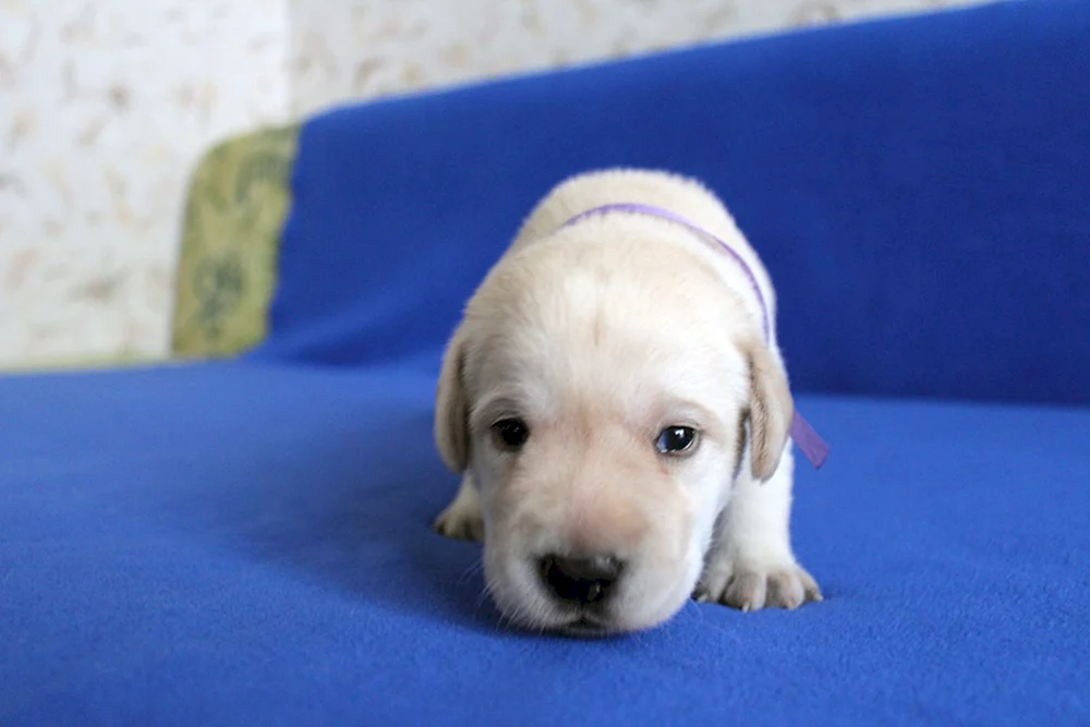 Mini Labrador Hund