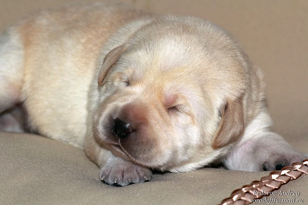Labrador Retriever