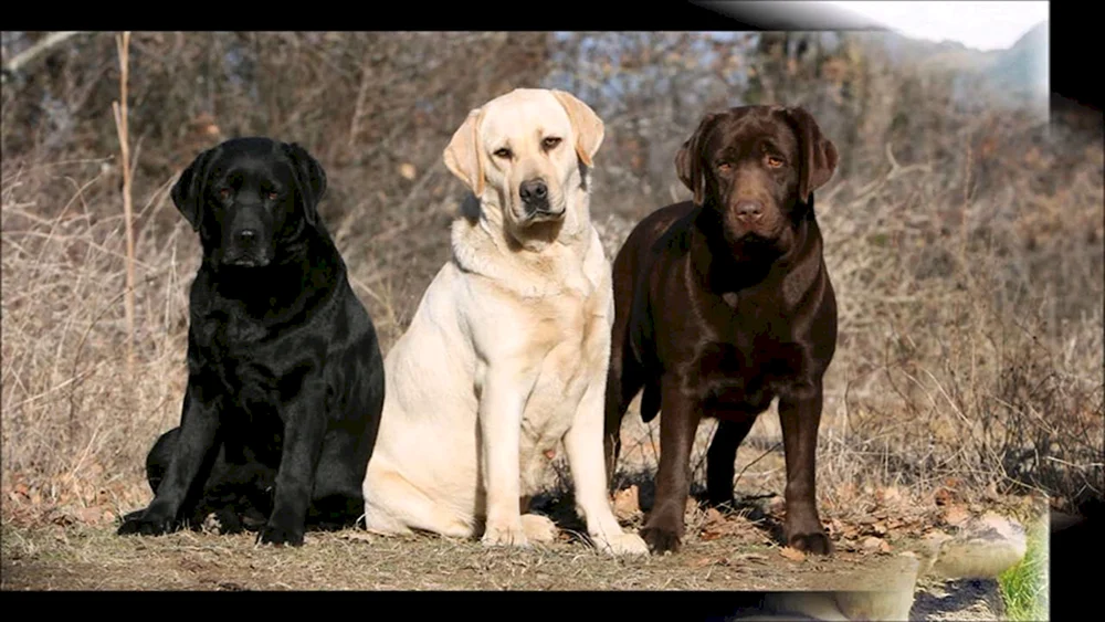 Labrador Retriever
