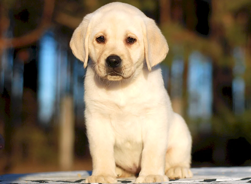 Labrador Retriever