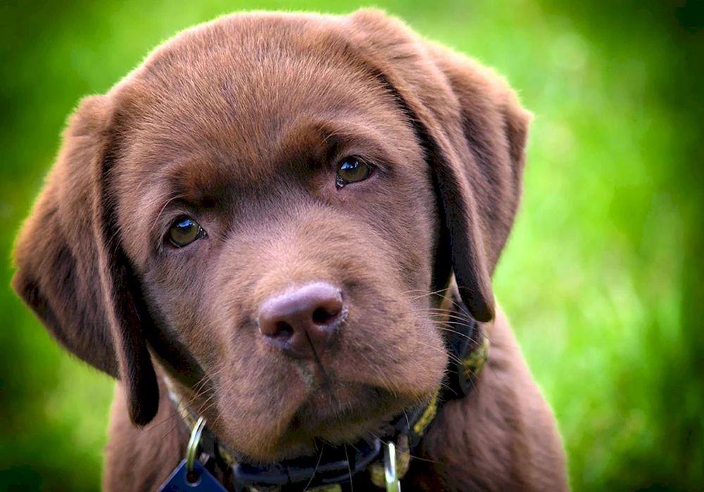 Labrador Retriever