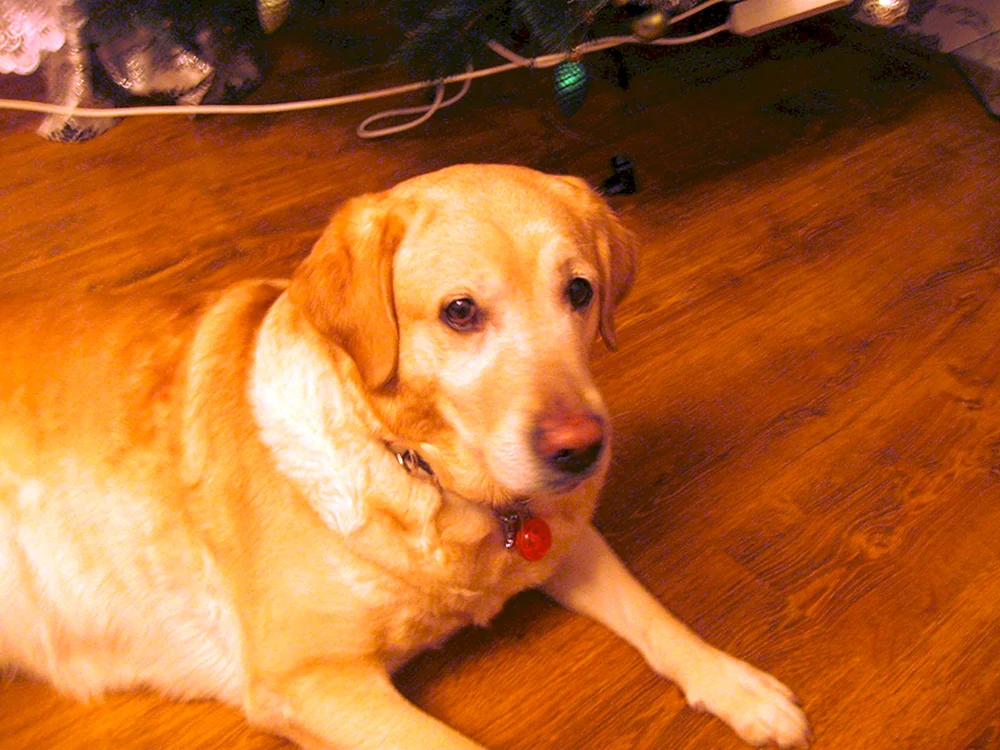 Labrador Golden Retriever Hunderassen kurzhaarig