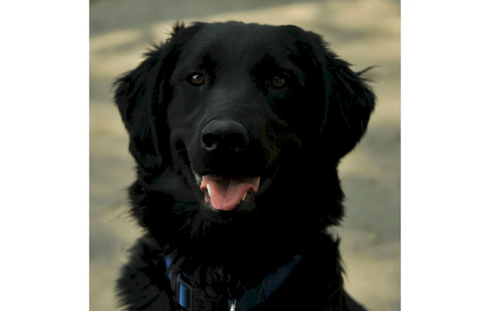 Labrador Retriever rauhaarig