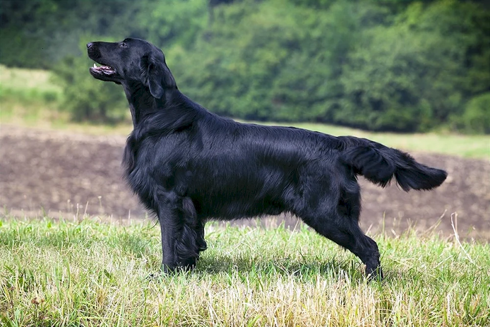 Labrador Retriever rauhaarig