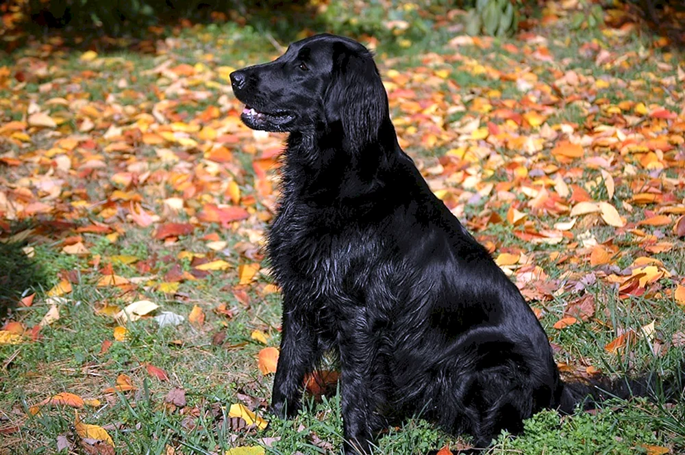 Labrador Retriever gerade-haarig