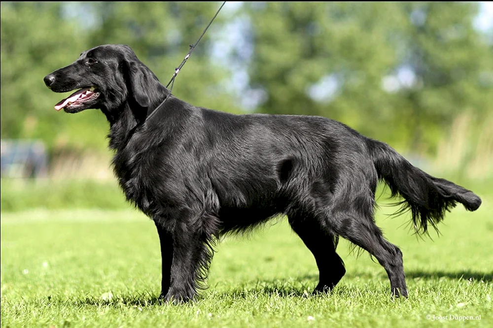 Labrador Retriever glatt-haarig