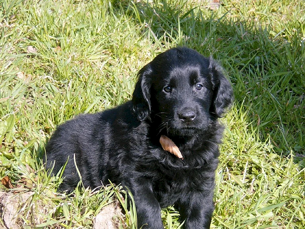 Labrador Retriever flach