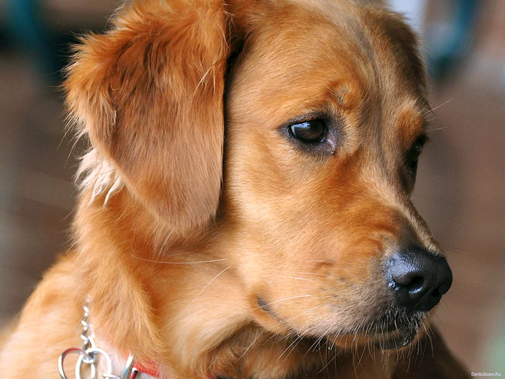 Ein freundlicher Hund