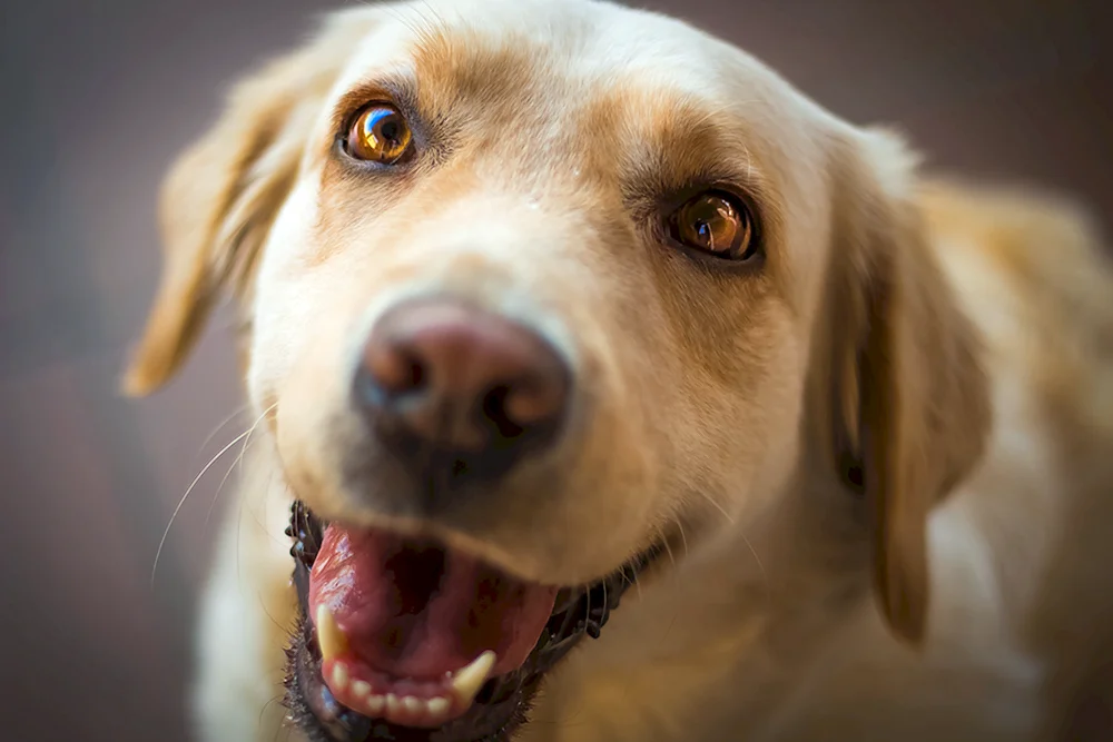 Labrador Retriever rot