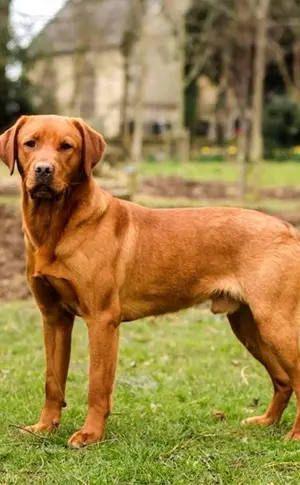 Labrador Retriever Rot