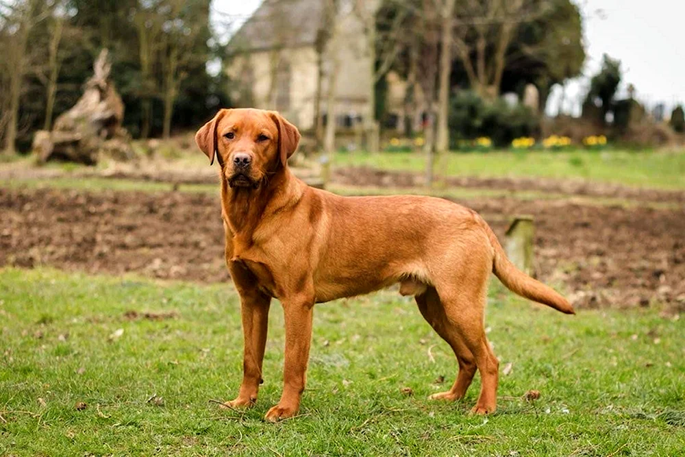 Labrador Retriever Rot
