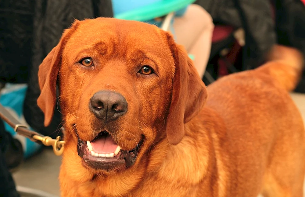 Labrador Retriever Rot