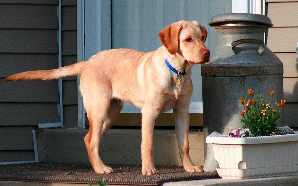 Labrador Retriever Rot