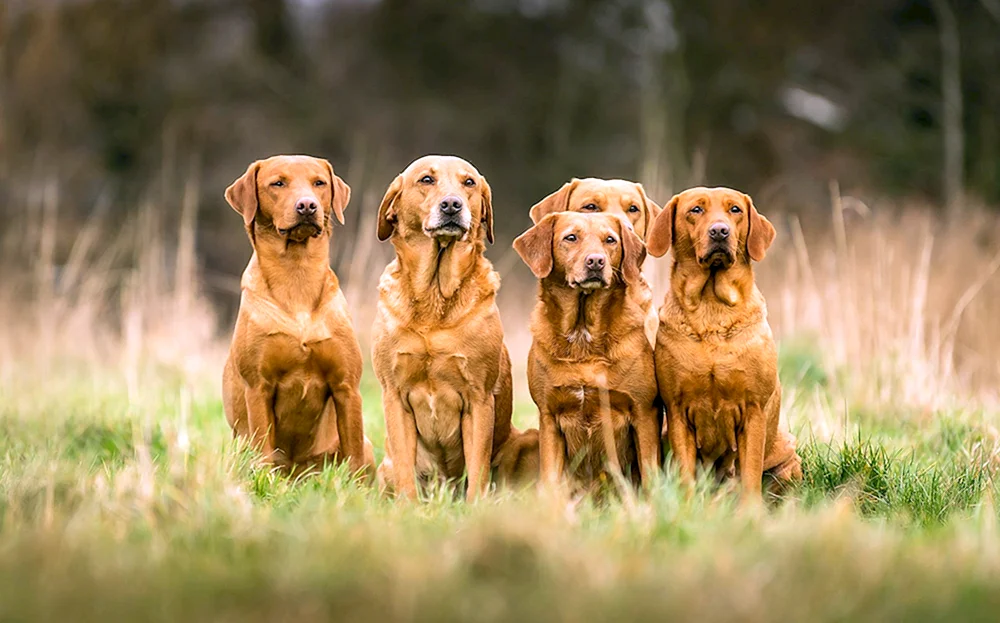 Labrador Retriever Fuchs Rot