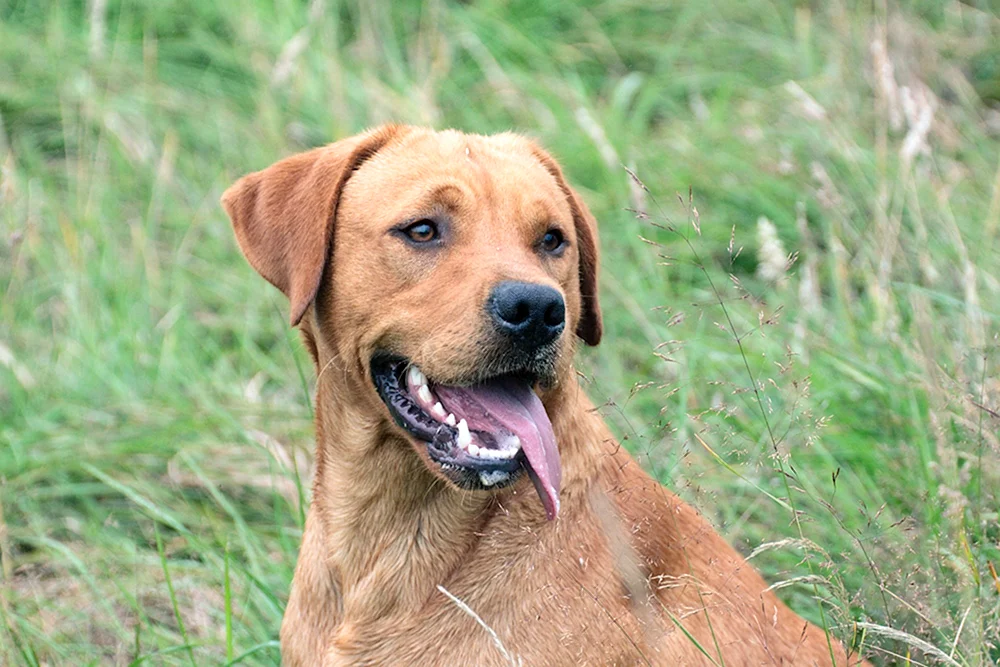 Labrador Retriever Rot