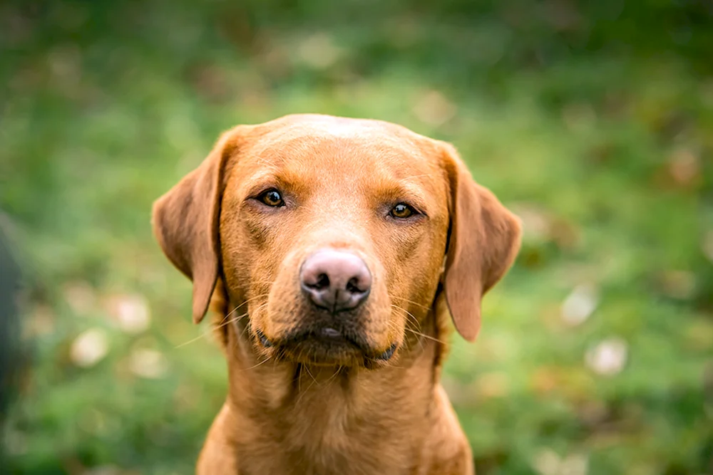 Labrador Retriever Fuchs Rot