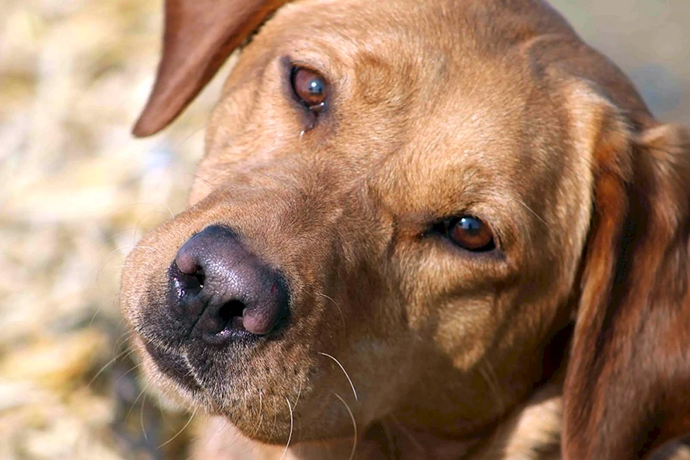 Labrador Retriever Rot