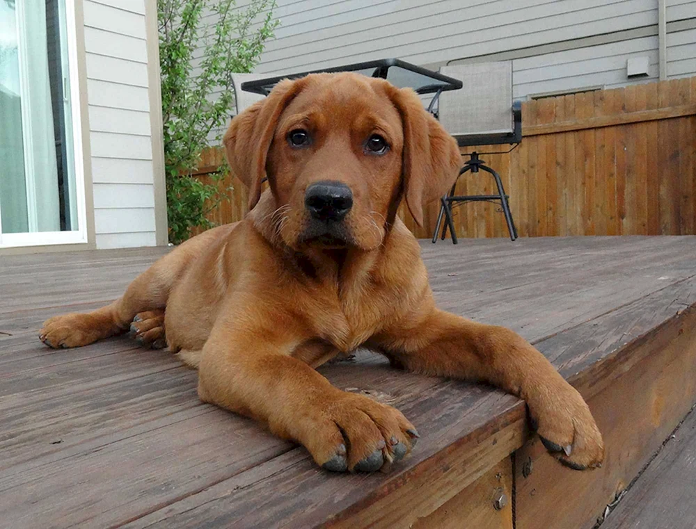 Labrador Retriever Rot