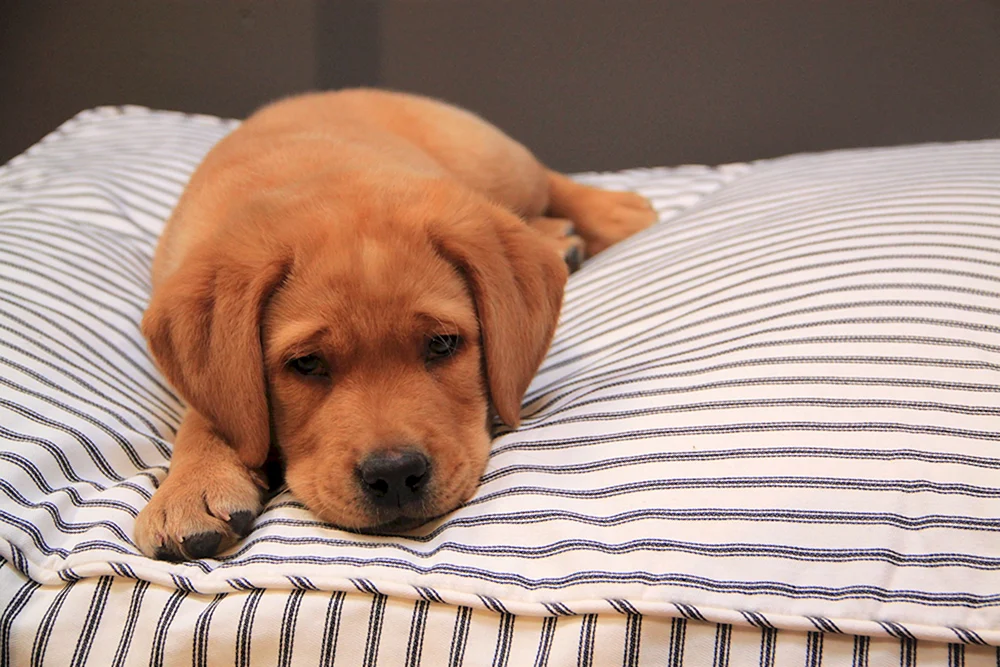 Labrador Retriever Rot