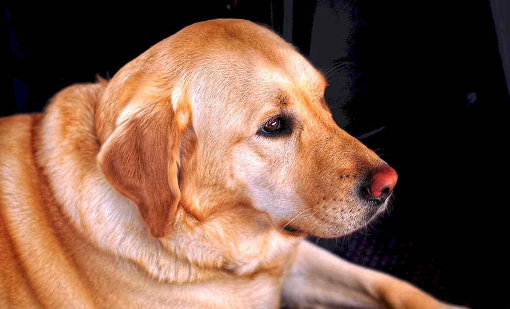 Labrador Retriever Fox Rot
