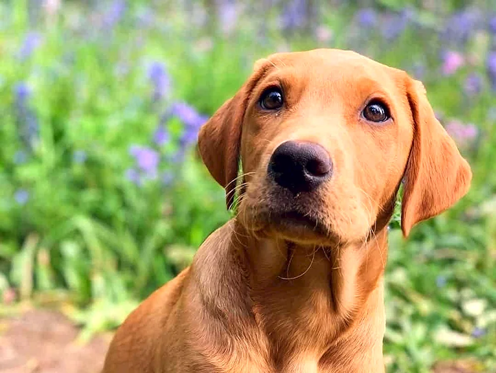 Labrador Retriever Rot