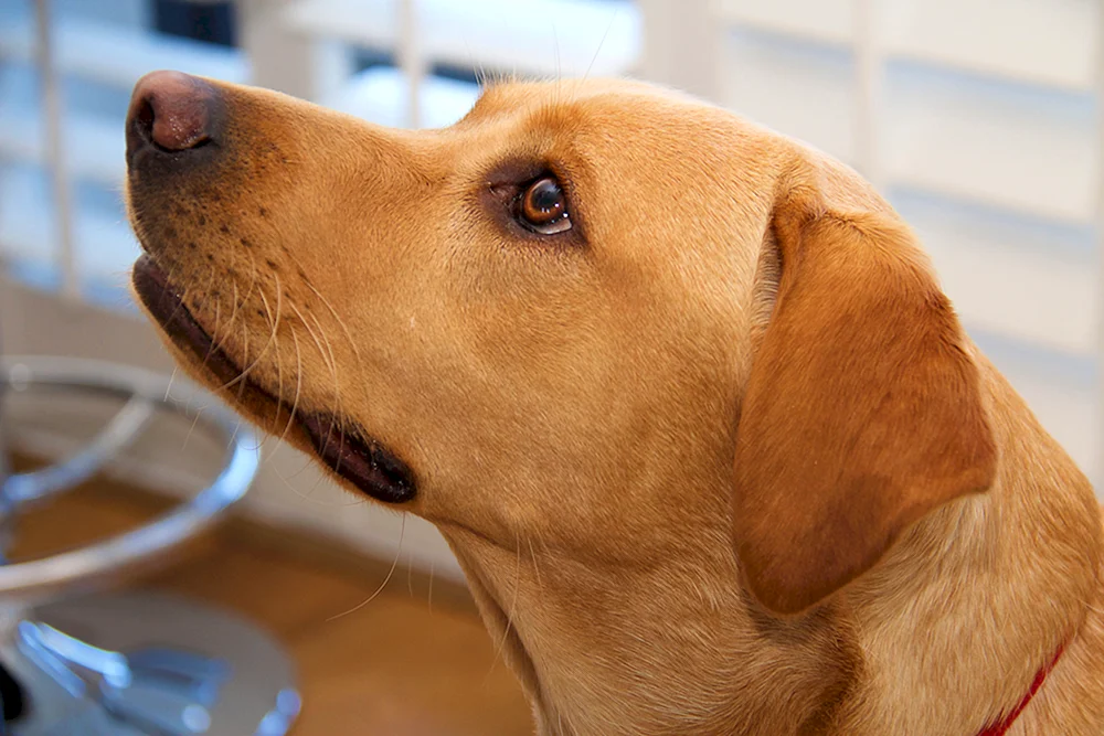 Labrador Retriever Fox Retriever rot