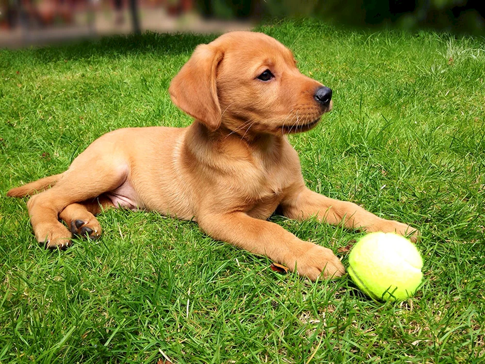 Labrador Retriever rot