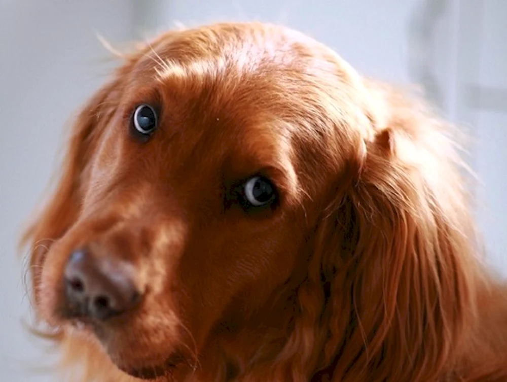 Labrador Retriever rot
