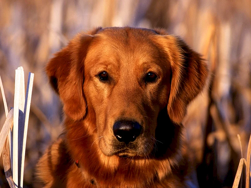 Labrador Welpe rot