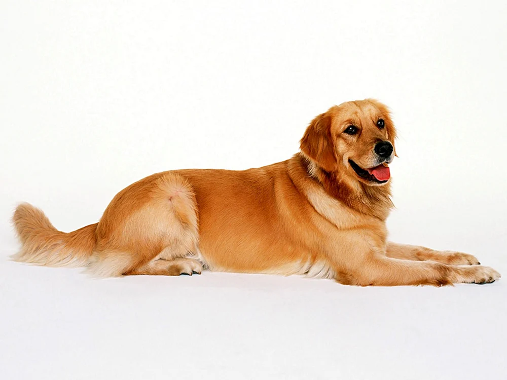 Labrador Retriever rot
