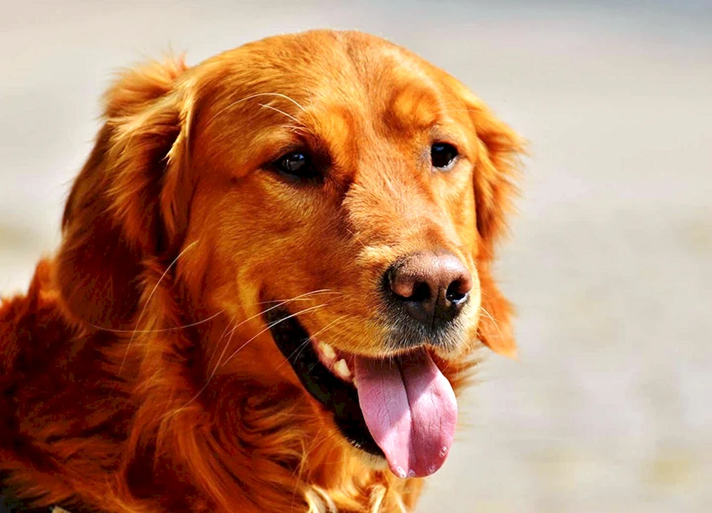 Labrador Retriever rot