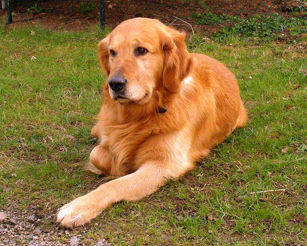 Labrador Retriever. rot