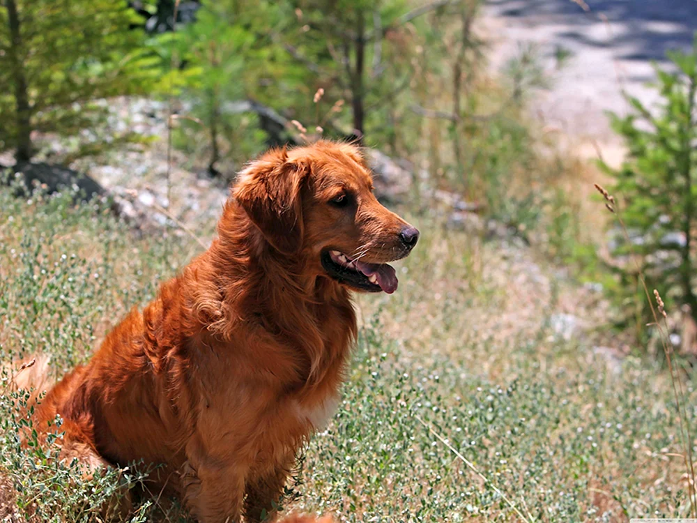 Labrador Retriever rot